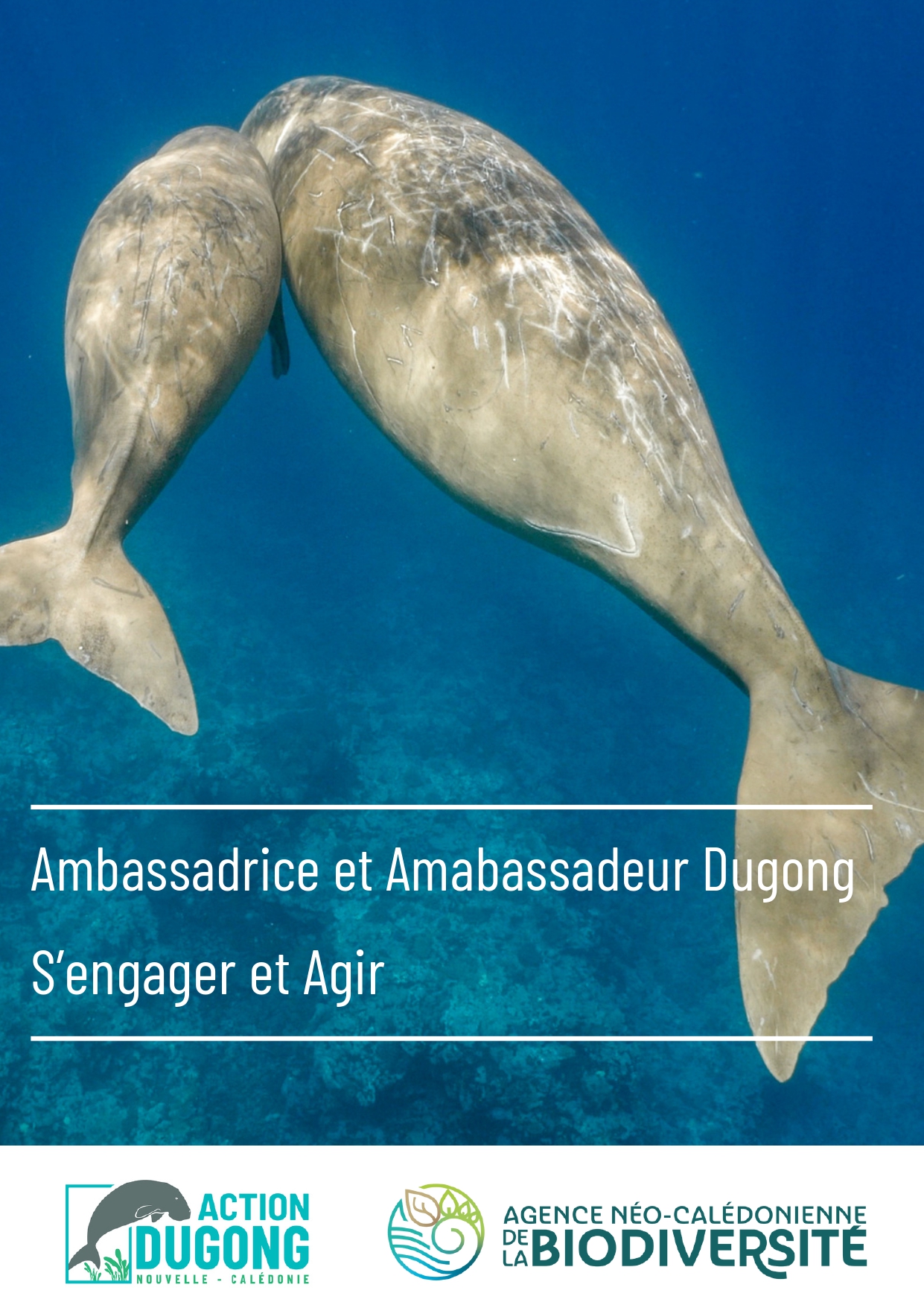 Devenir Ambassadrice et Ambassadeur Dugong